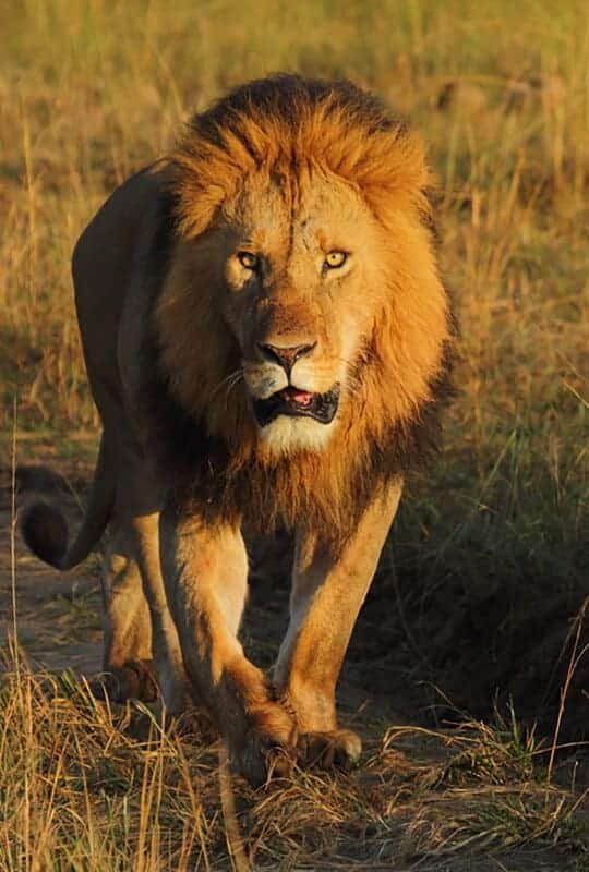 A NEW RECORD $ 5.7 MILLION DOLLAR FOR KIDS