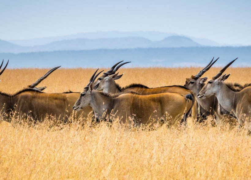 New Partnership Announcement with Good Heart